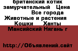 британский котик замурчательный › Цена ­ 12 000 - Все города Животные и растения » Кошки   . Ханты-Мансийский,Нягань г.